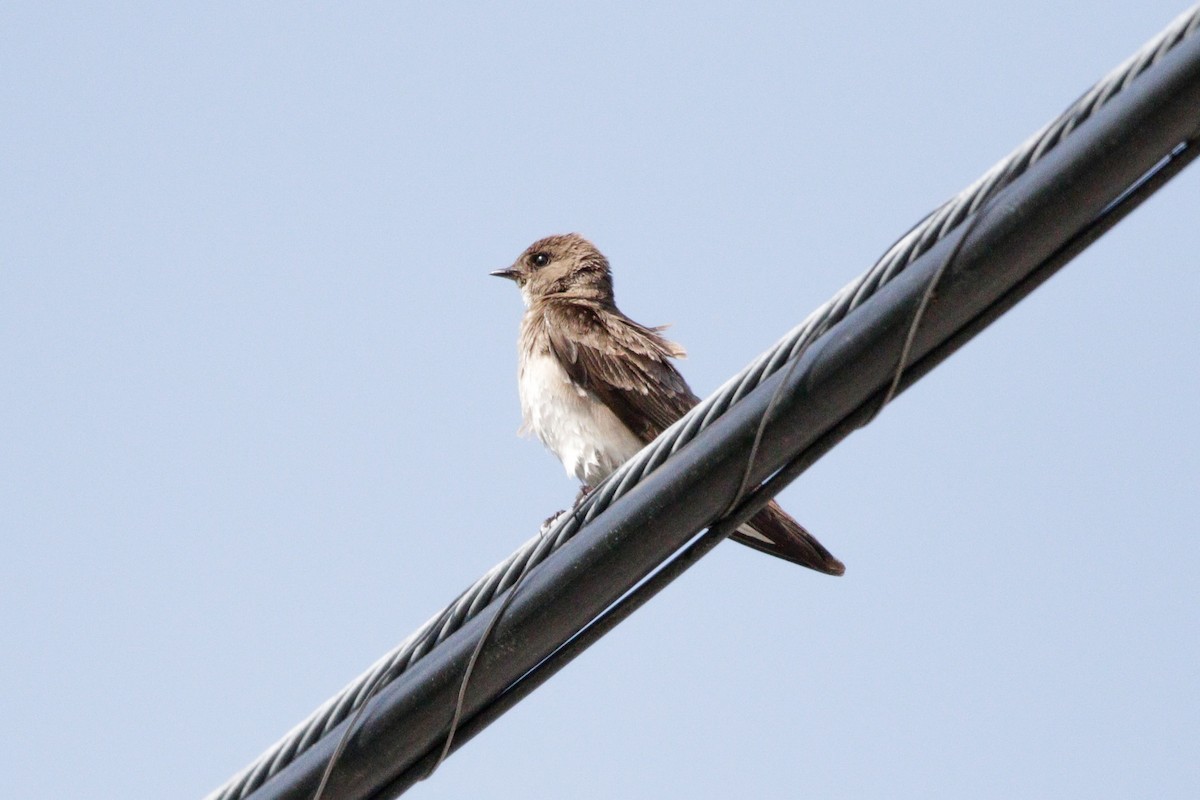 Northern Rough-winged Swallow - ML619080842