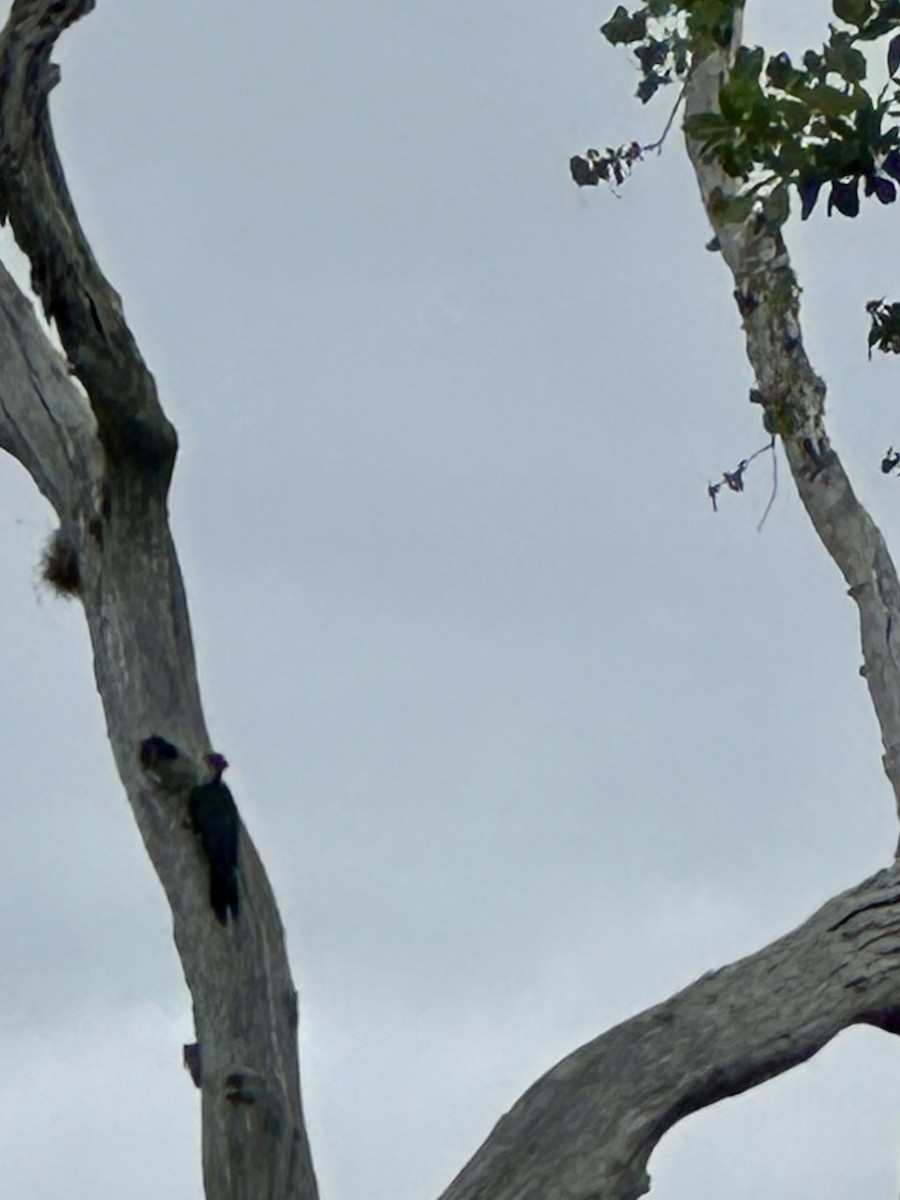 Pileated Woodpecker - ML619080844