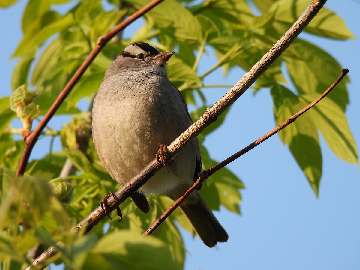 White-crowned Sparrow - ML619080856