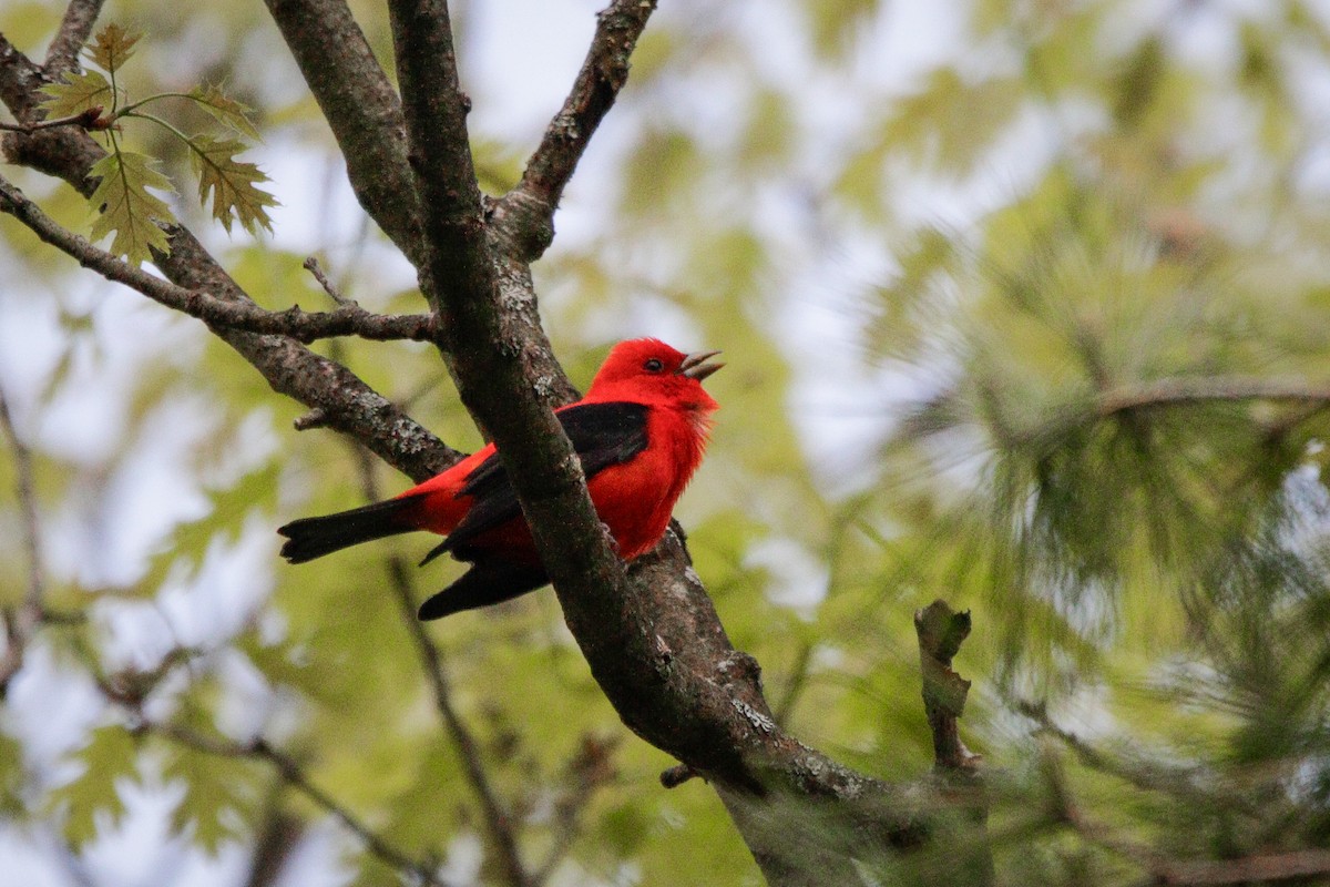 Scarlet Tanager - Catherine Holland