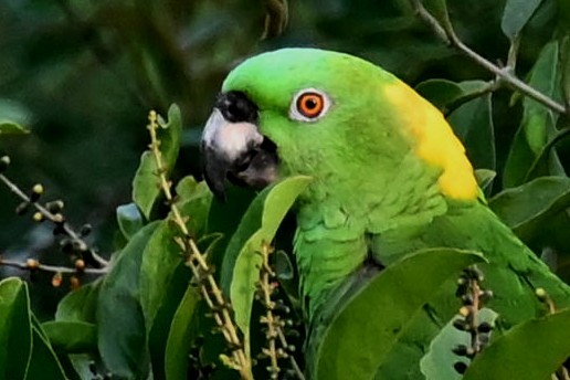 Yellow-naped Parrot - ML619080900