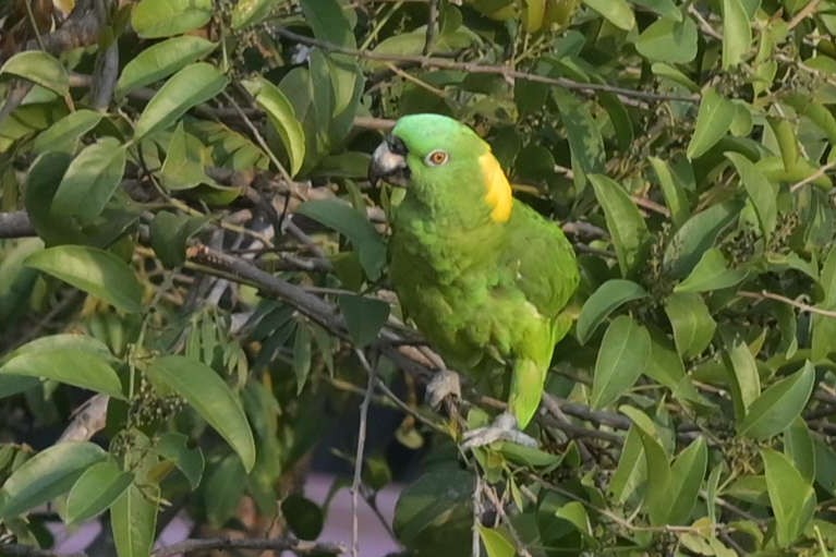 Yellow-naped Parrot - ML619080901