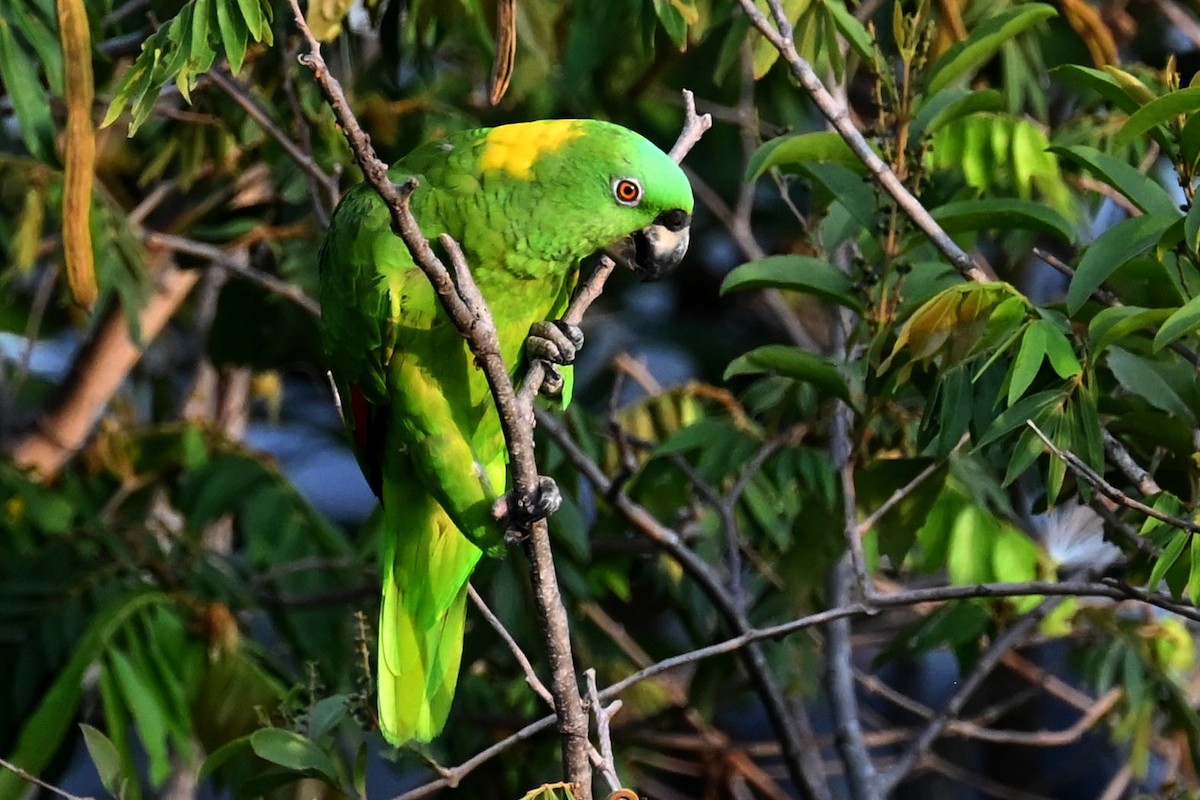 Yellow-naped Parrot - ML619080903
