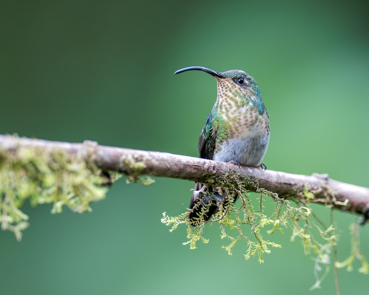 kolibřík aksamitový - ML619080910