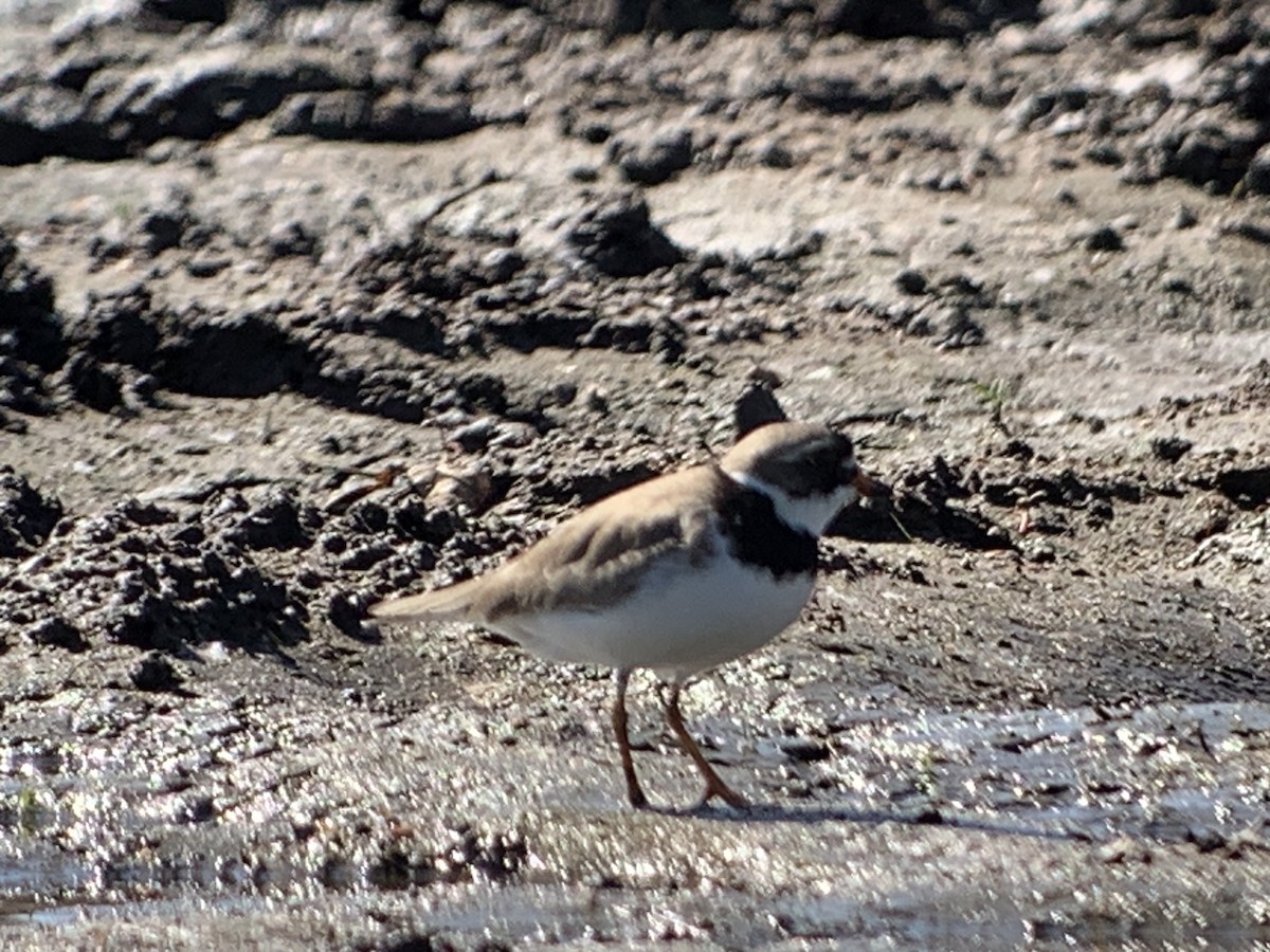 Semipalmated Plover - ML619080917