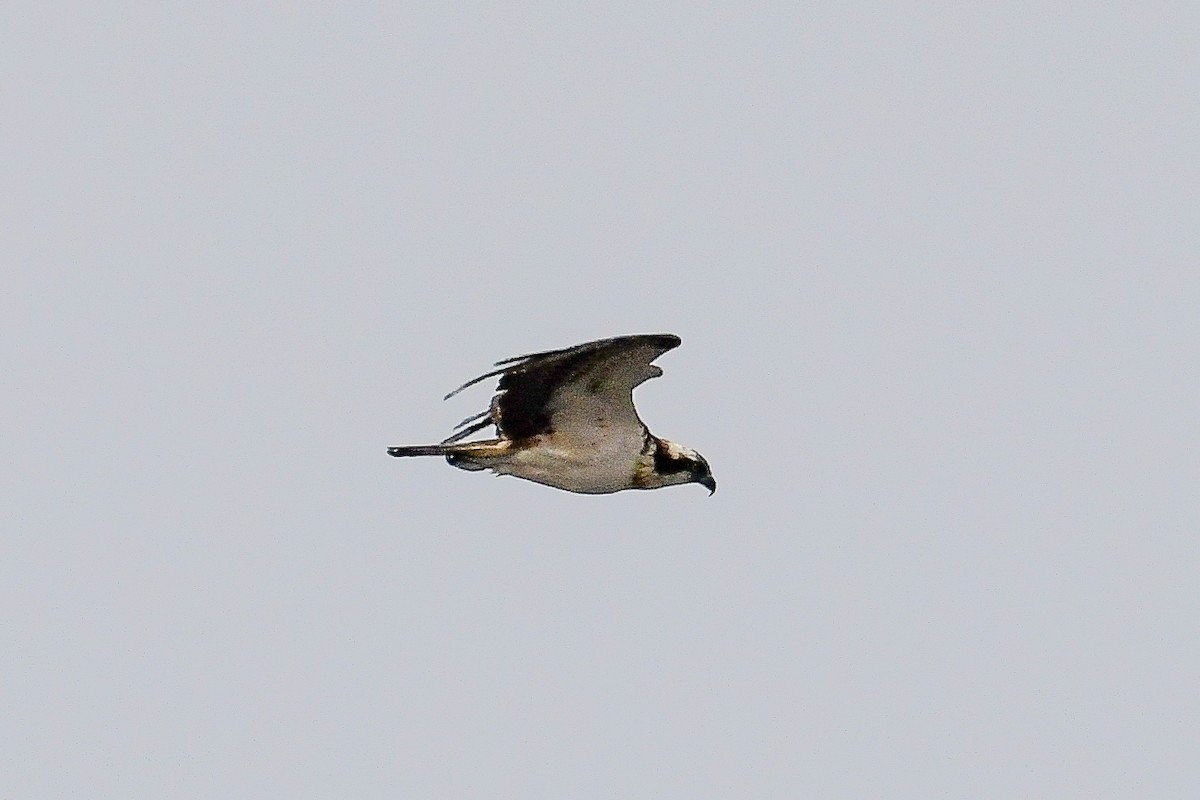 Águila Pescadora (haliaetus) - ML619080969