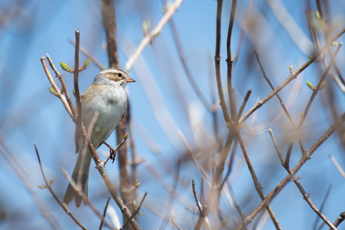 Clay-colored Sparrow - ML619080973