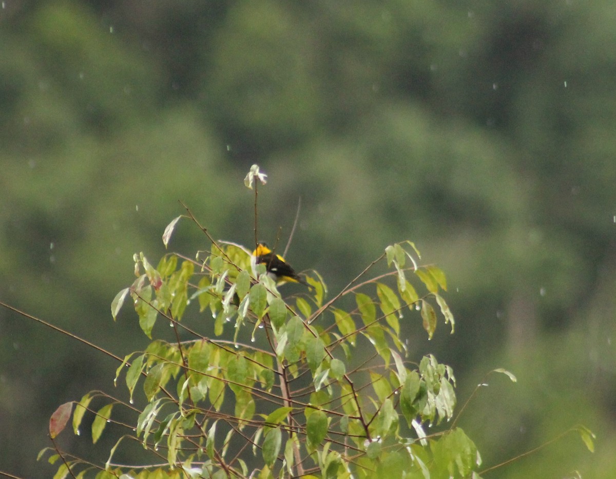 Yellow-backed Tanager - ML619081011