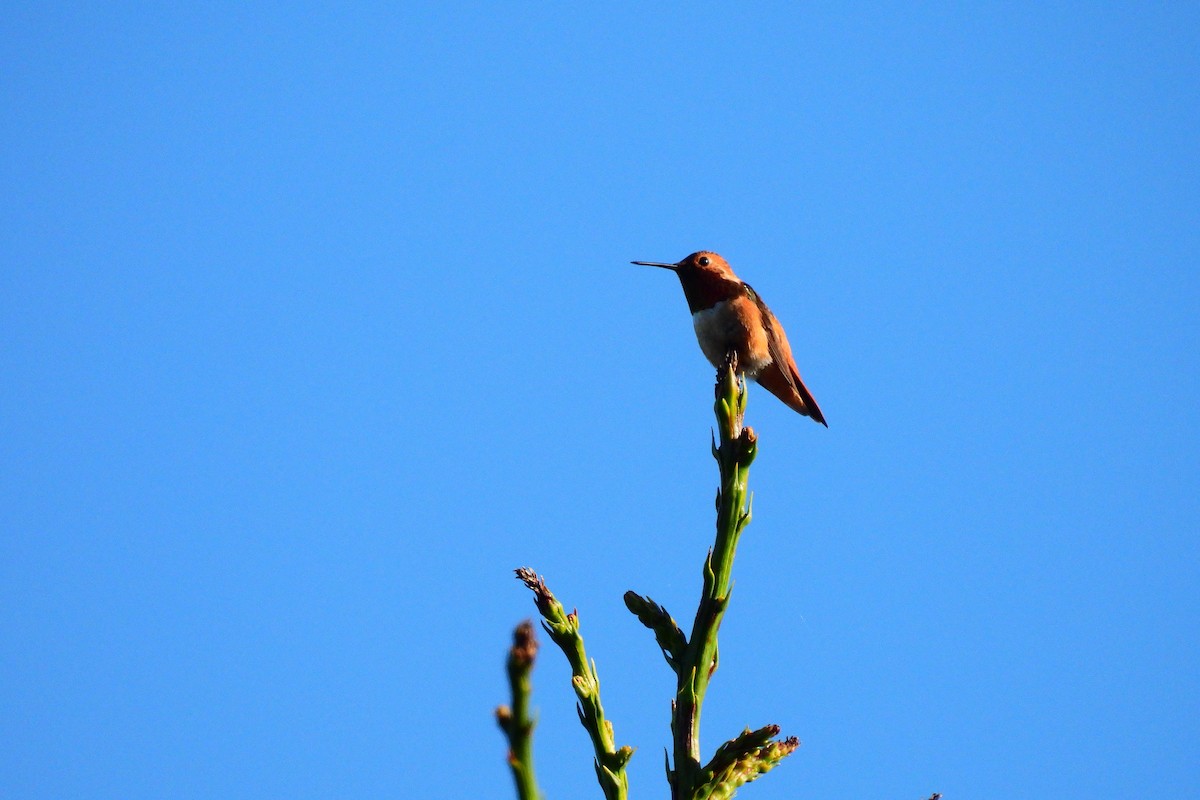 Allen's Hummingbird - Leah Alcyon