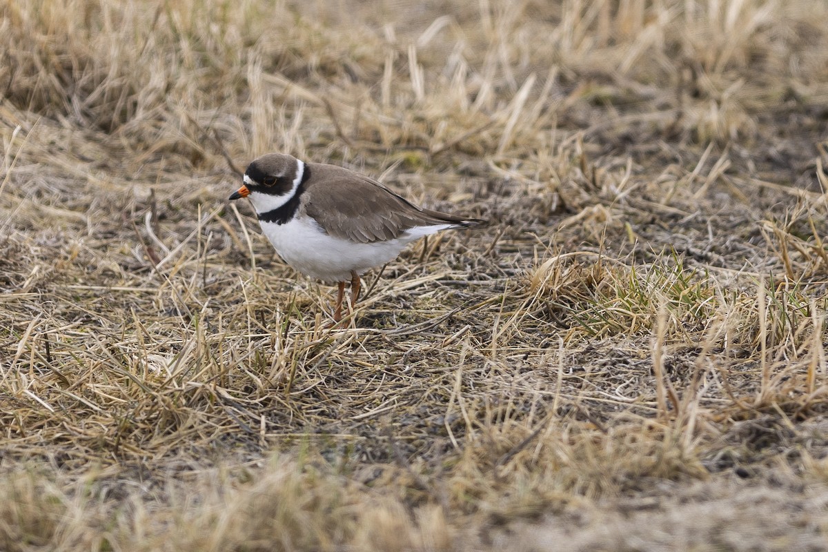 Semipalmated Plover - ML619081066