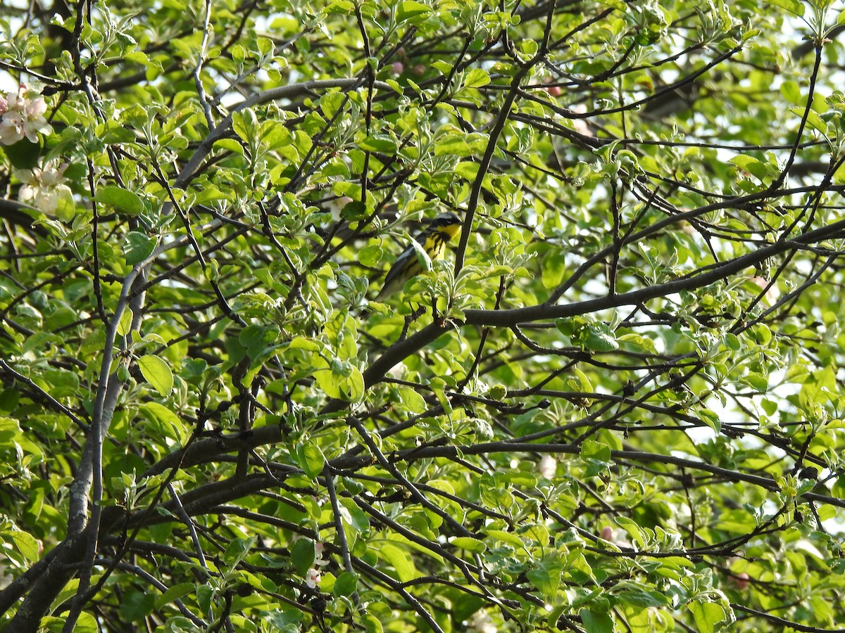 Magnolia Warbler - ML619081080