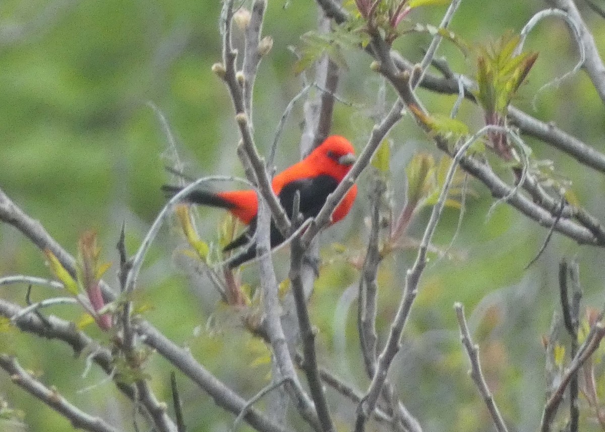 Scarlet Tanager - ML619081096
