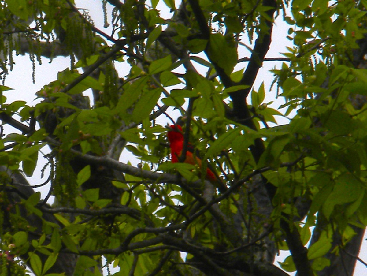 Scarlet Tanager - ML619081114