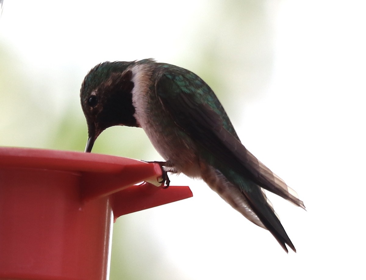 Broad-tailed Hummingbird - ML619081147