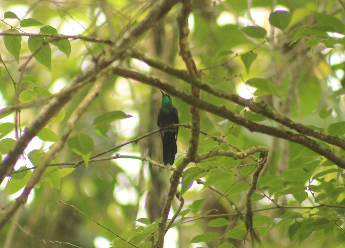 kolibřík nymfový - ML619081162