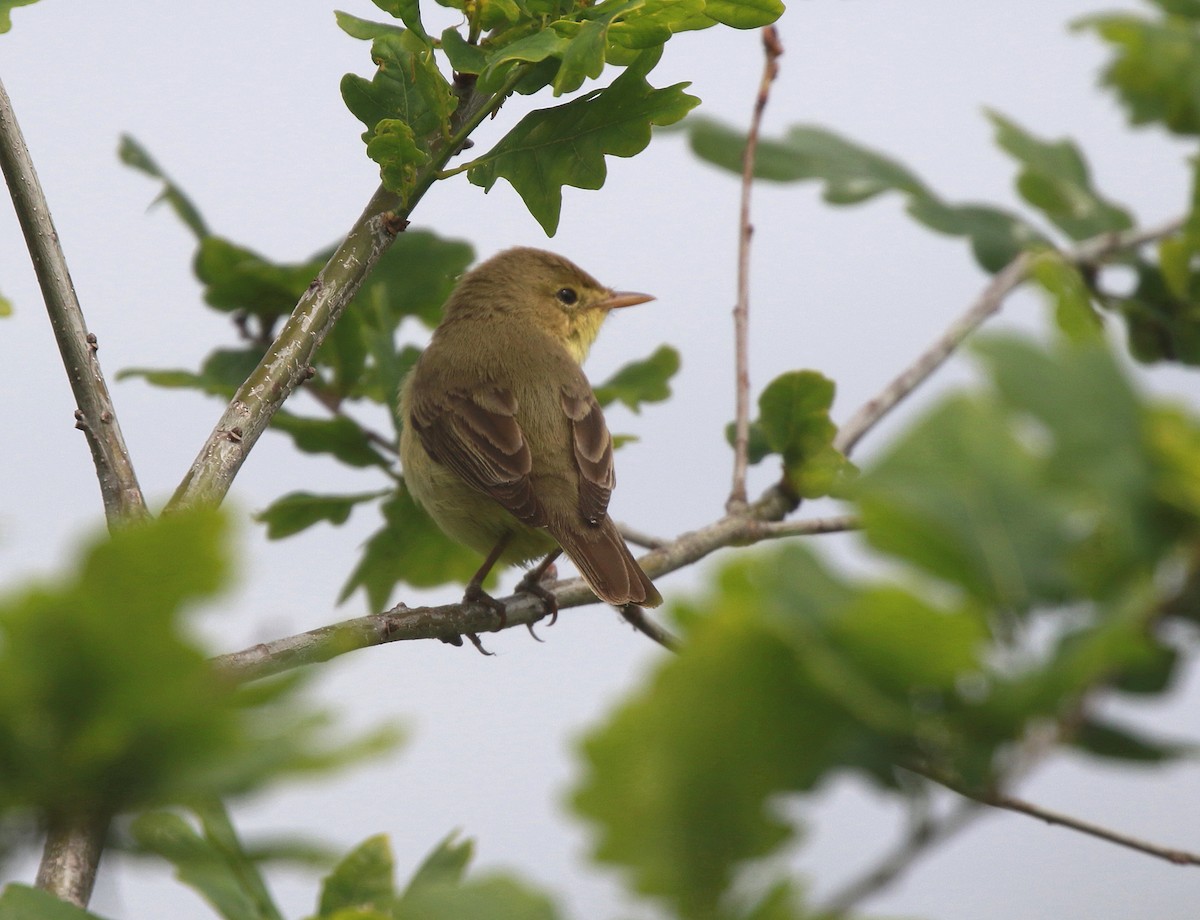 Melodious Warbler - ML619081186