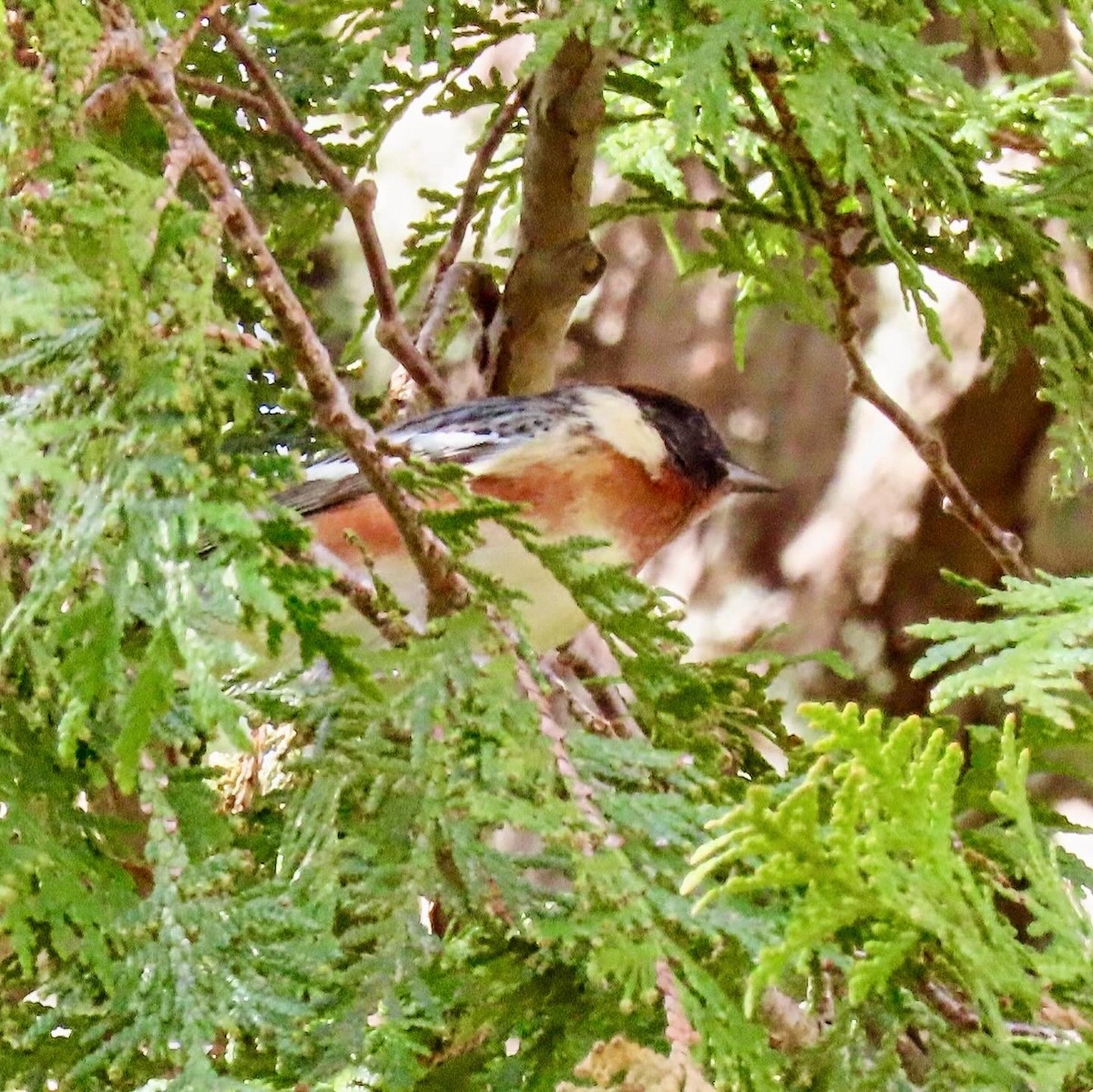 Bay-breasted Warbler - ML619081248