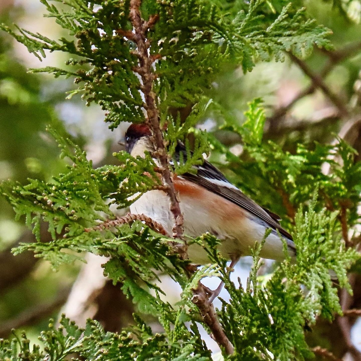 Bay-breasted Warbler - ML619081249