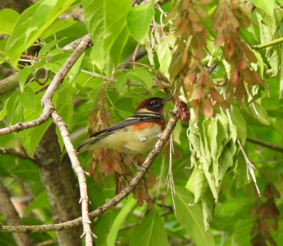 Bay-breasted Warbler - ML619081250
