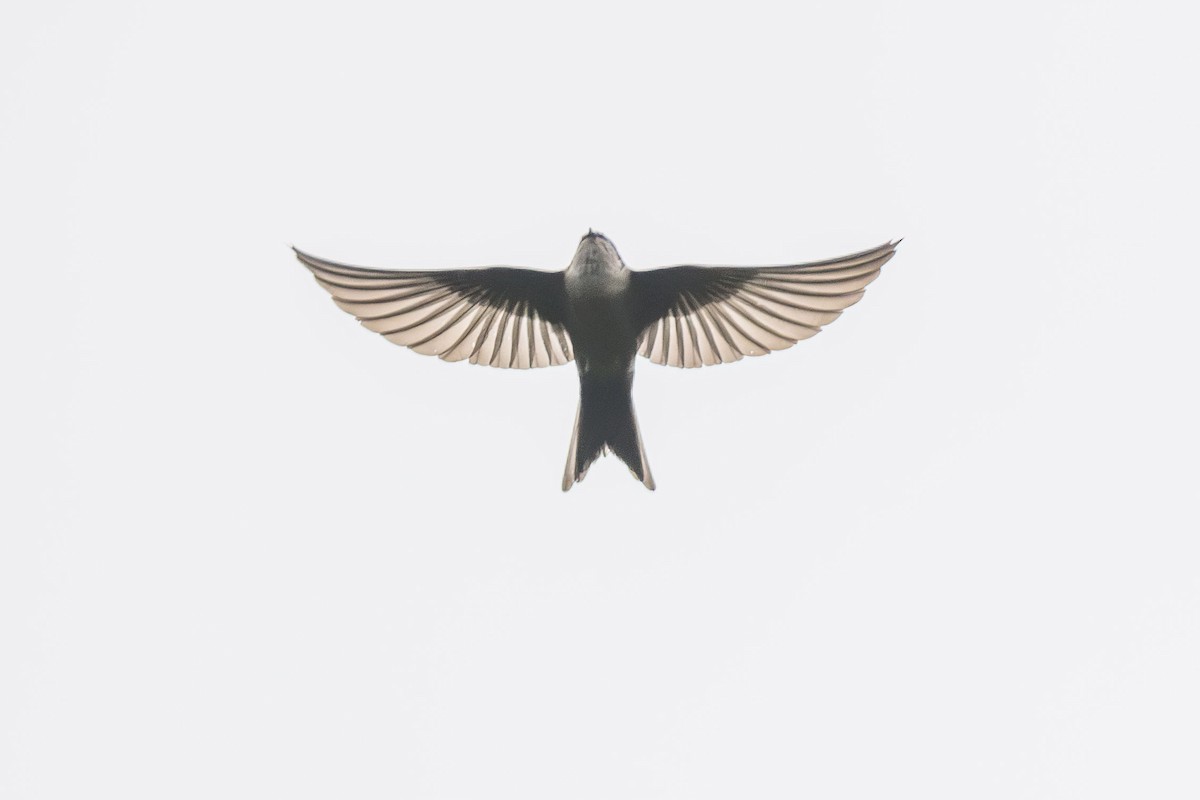 Brown-bellied Swallow - ML619081255