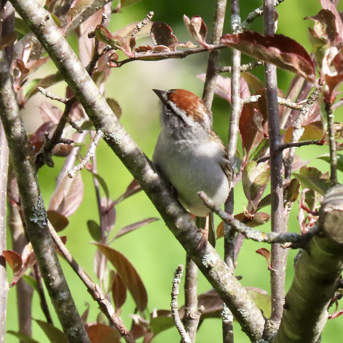Chipping Sparrow - ML619081258