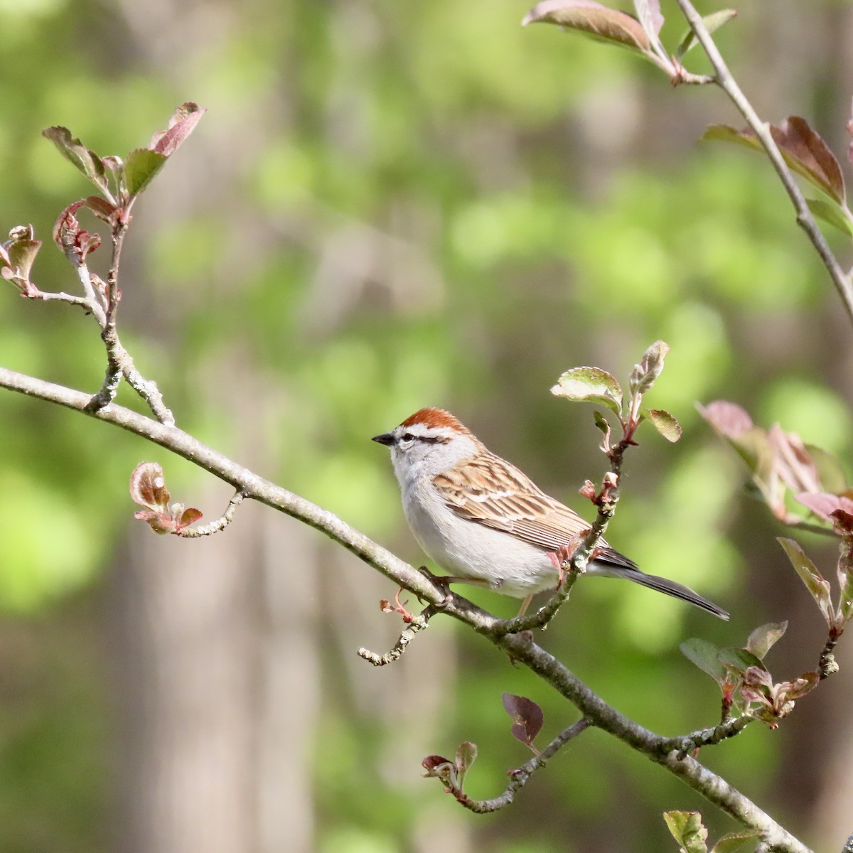 Chipping Sparrow - ML619081259