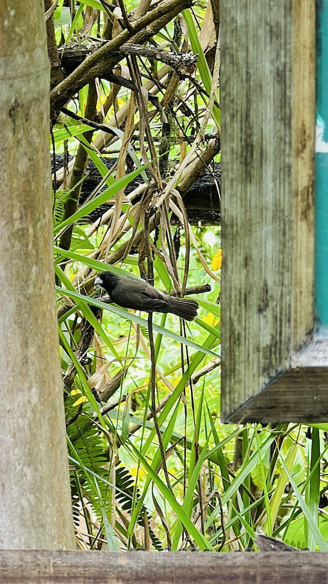 Black-and-white Seedeater - ML619081274