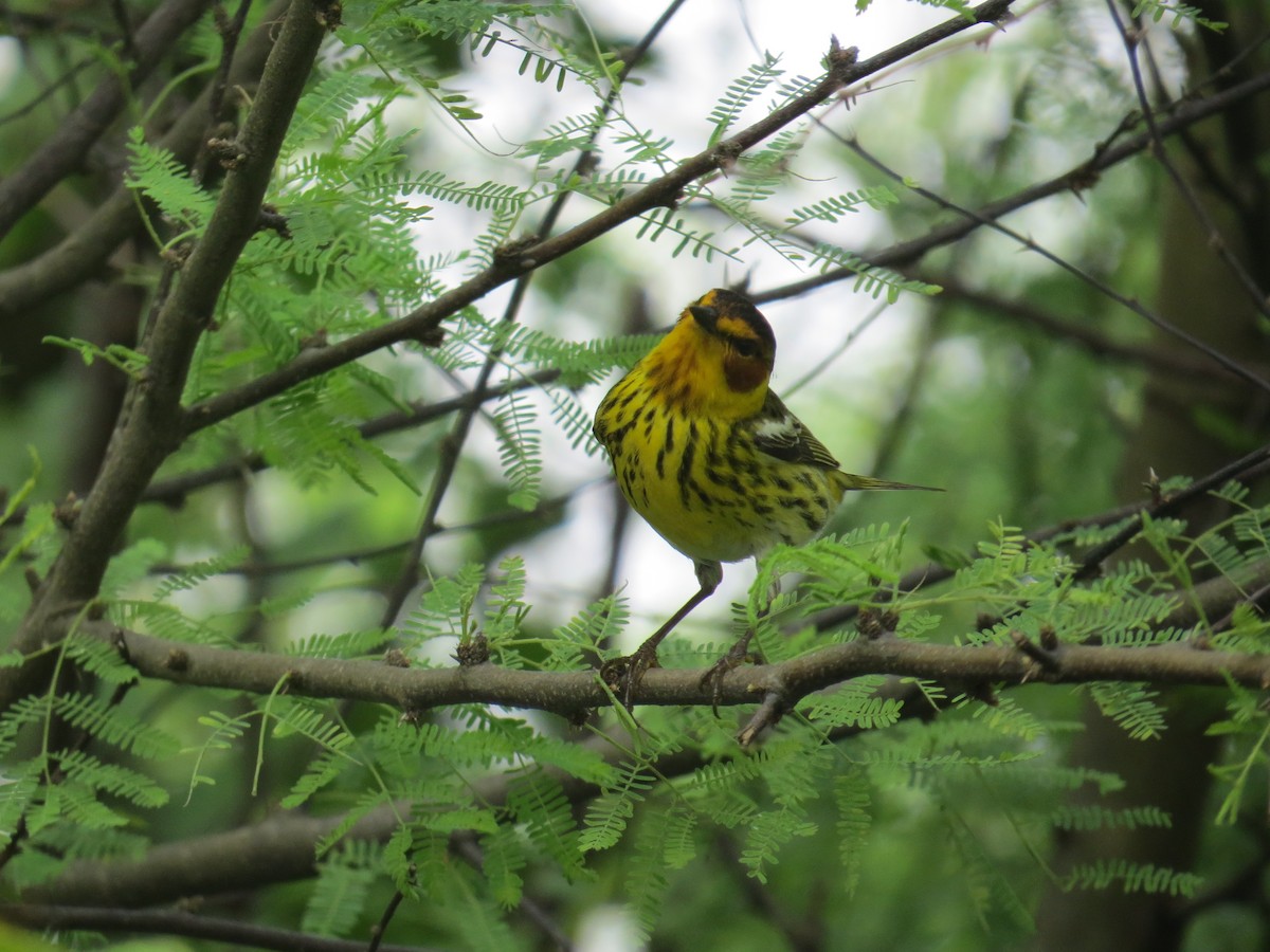 Cape May Warbler - ML619081308