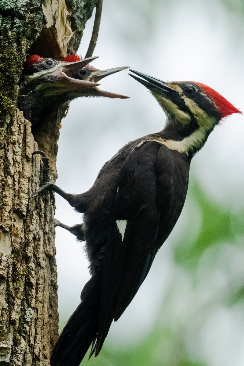 Pileated Woodpecker - ML619081358