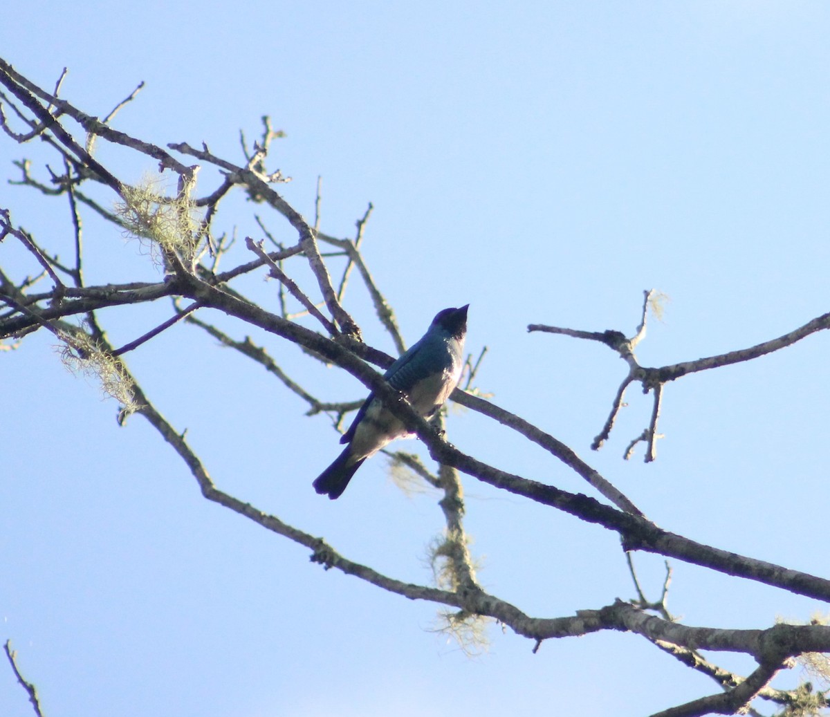 Swallow Tanager - ML619081420