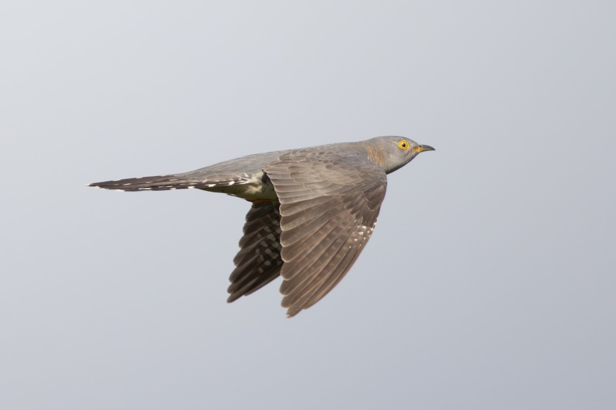 Common Cuckoo - ML619081425