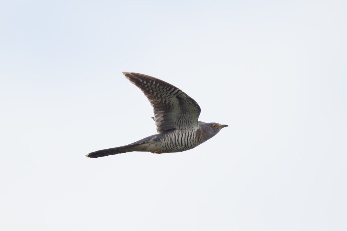 Common Cuckoo - ML619081426