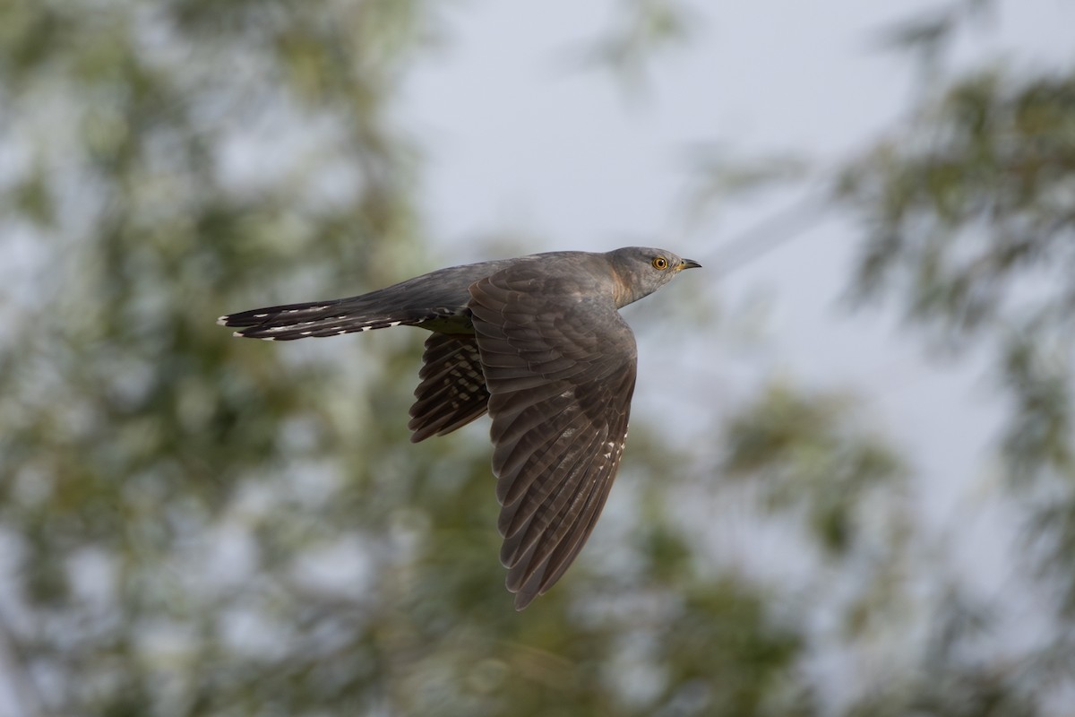 Common Cuckoo - ML619081428