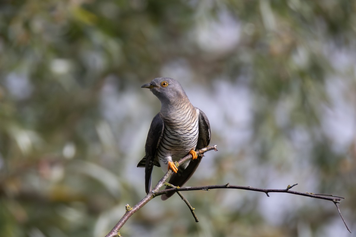 Common Cuckoo - ML619081429