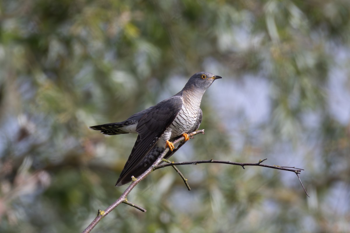 Common Cuckoo - ML619081430