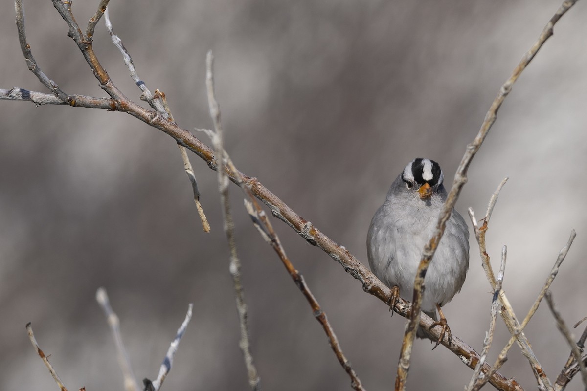 White-crowned Sparrow - ML619081478