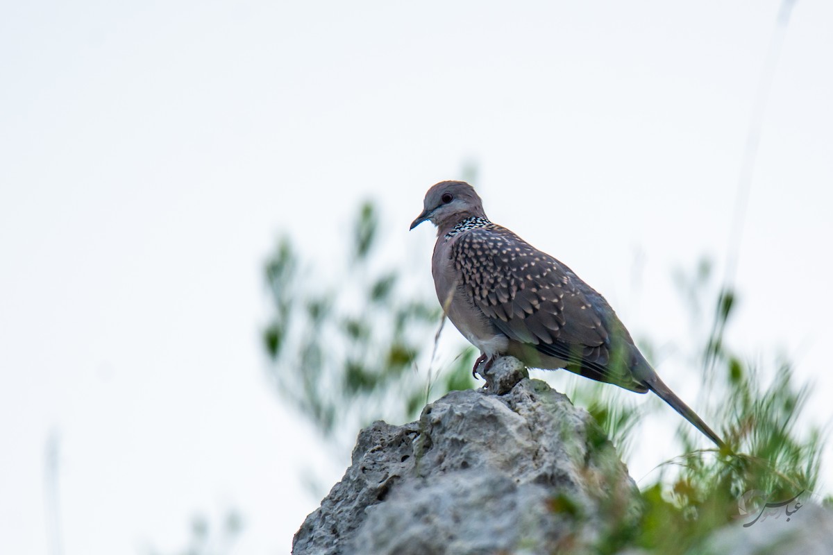 Spotted Dove - ML619081557