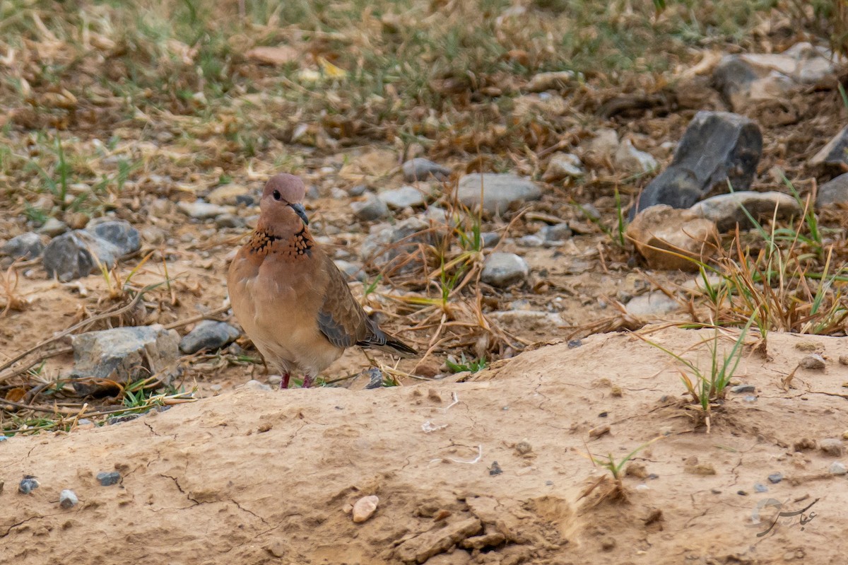 Laughing Dove - ML619081564