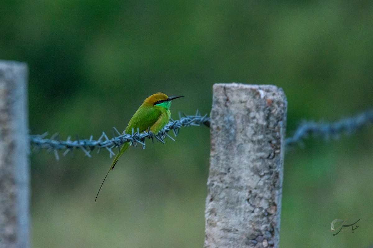 Asian Green Bee-eater - ML619081574