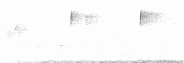 סבכון לבן-זנב - ML619081581