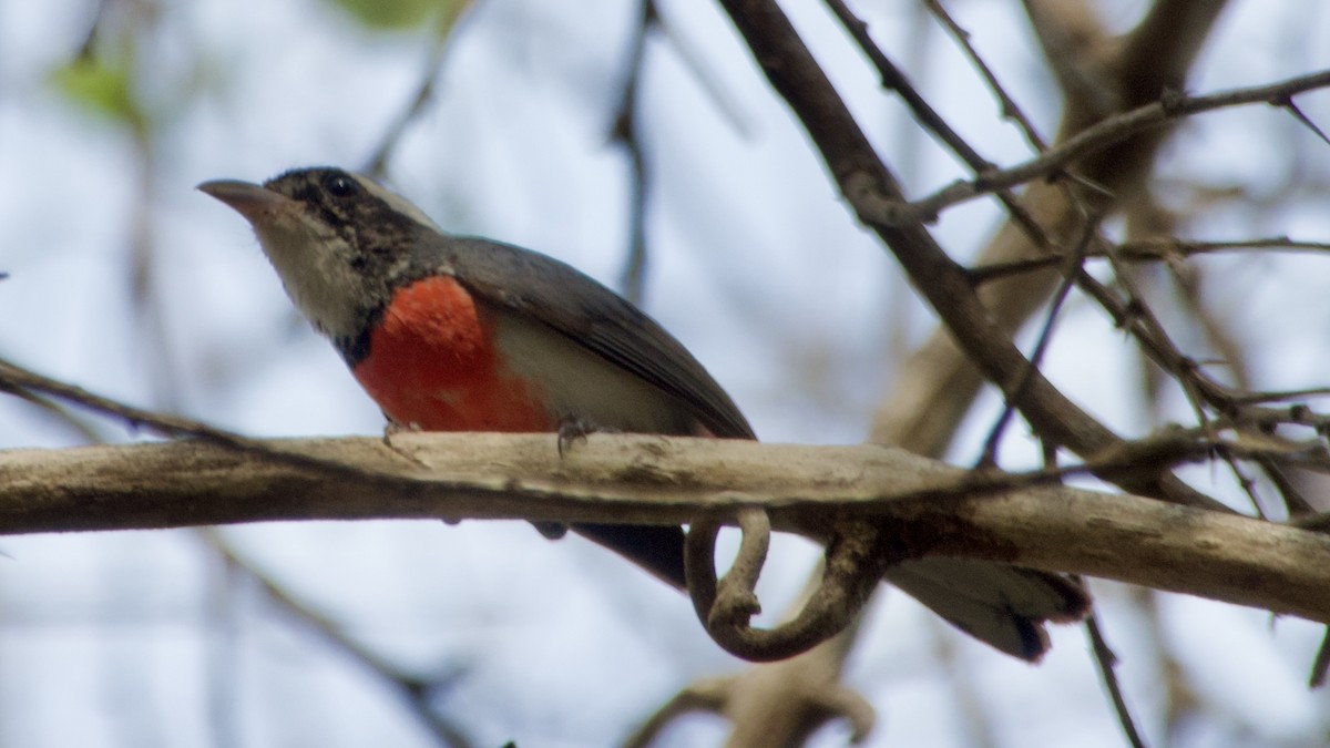 Red-breasted Chat - ML619081582