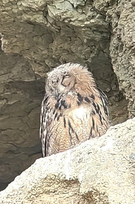 Eurasian Eagle-Owl - ML619081596