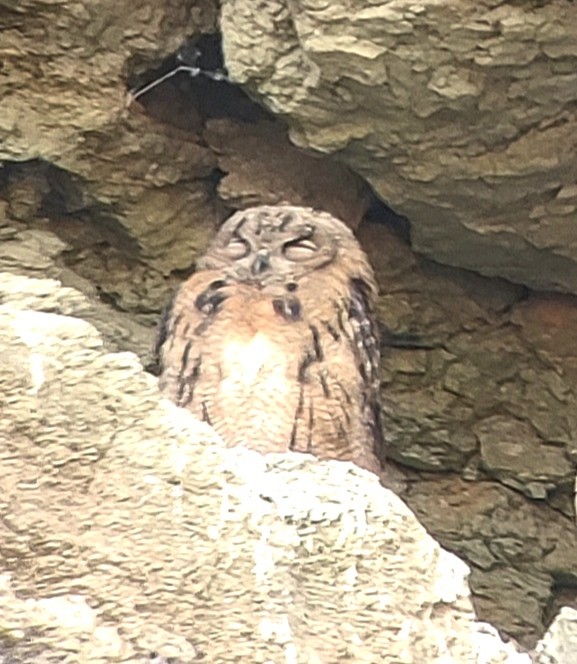 Eurasian Eagle-Owl - ML619081598