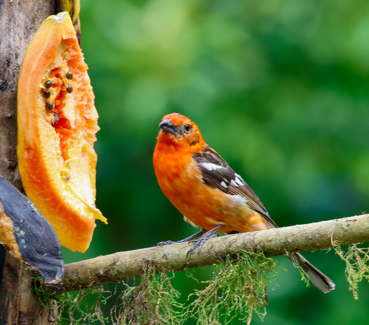 Flame-colored Tanager - ML619081603