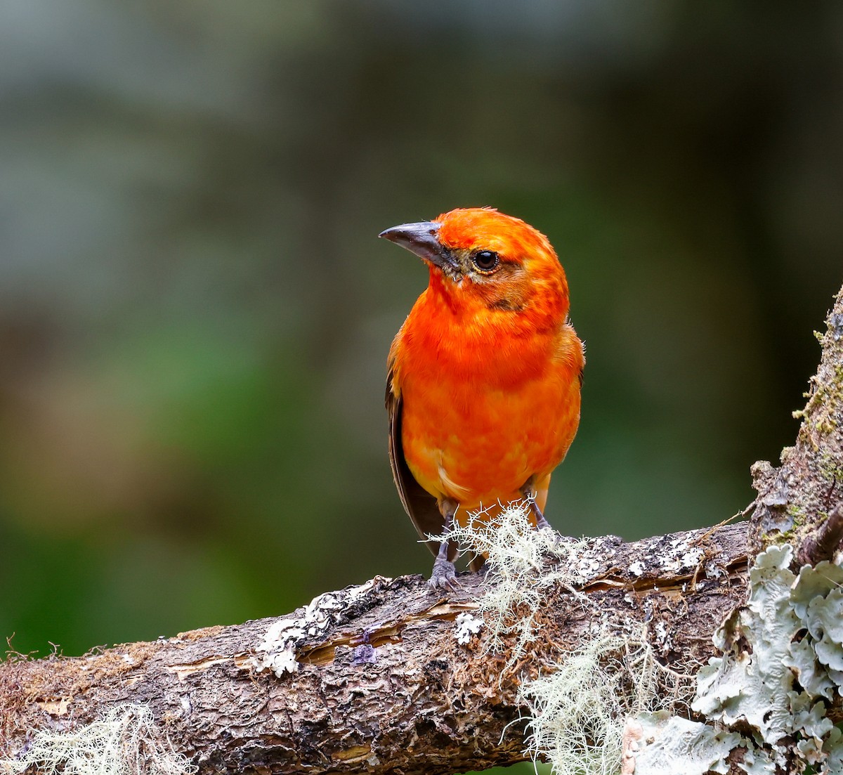 Flame-colored Tanager - ML619081604
