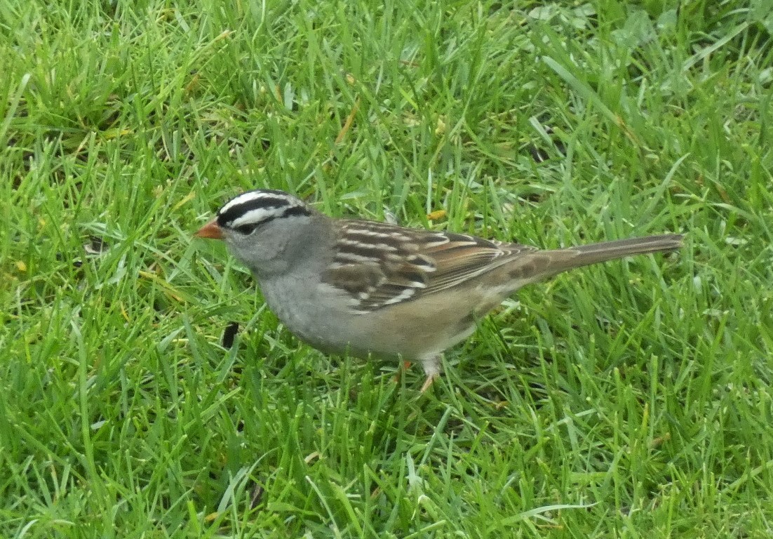 White-crowned Sparrow - ML619081643