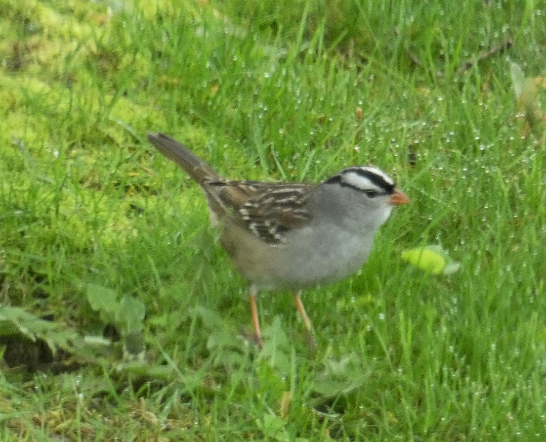 White-crowned Sparrow - ML619081644