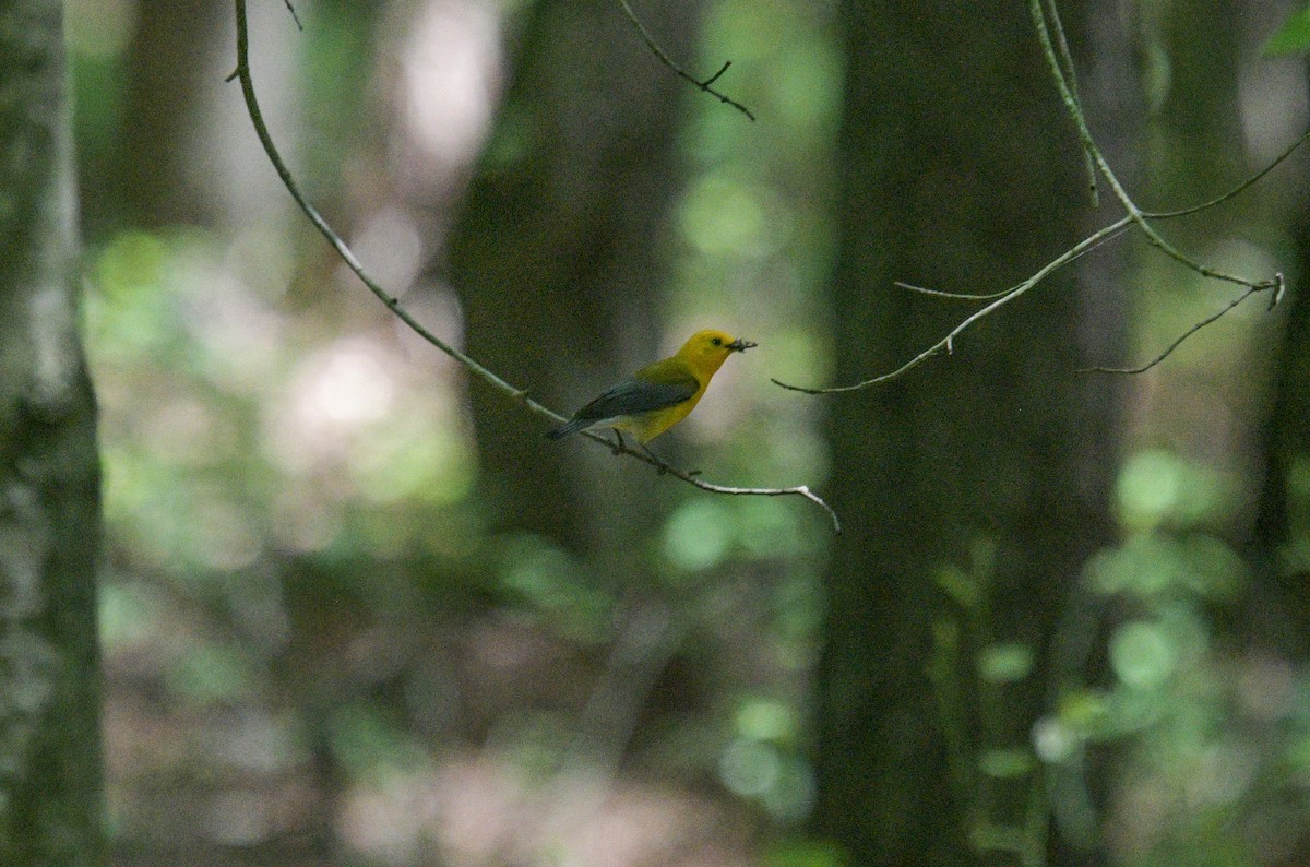 Prothonotary Warbler - ML619081700