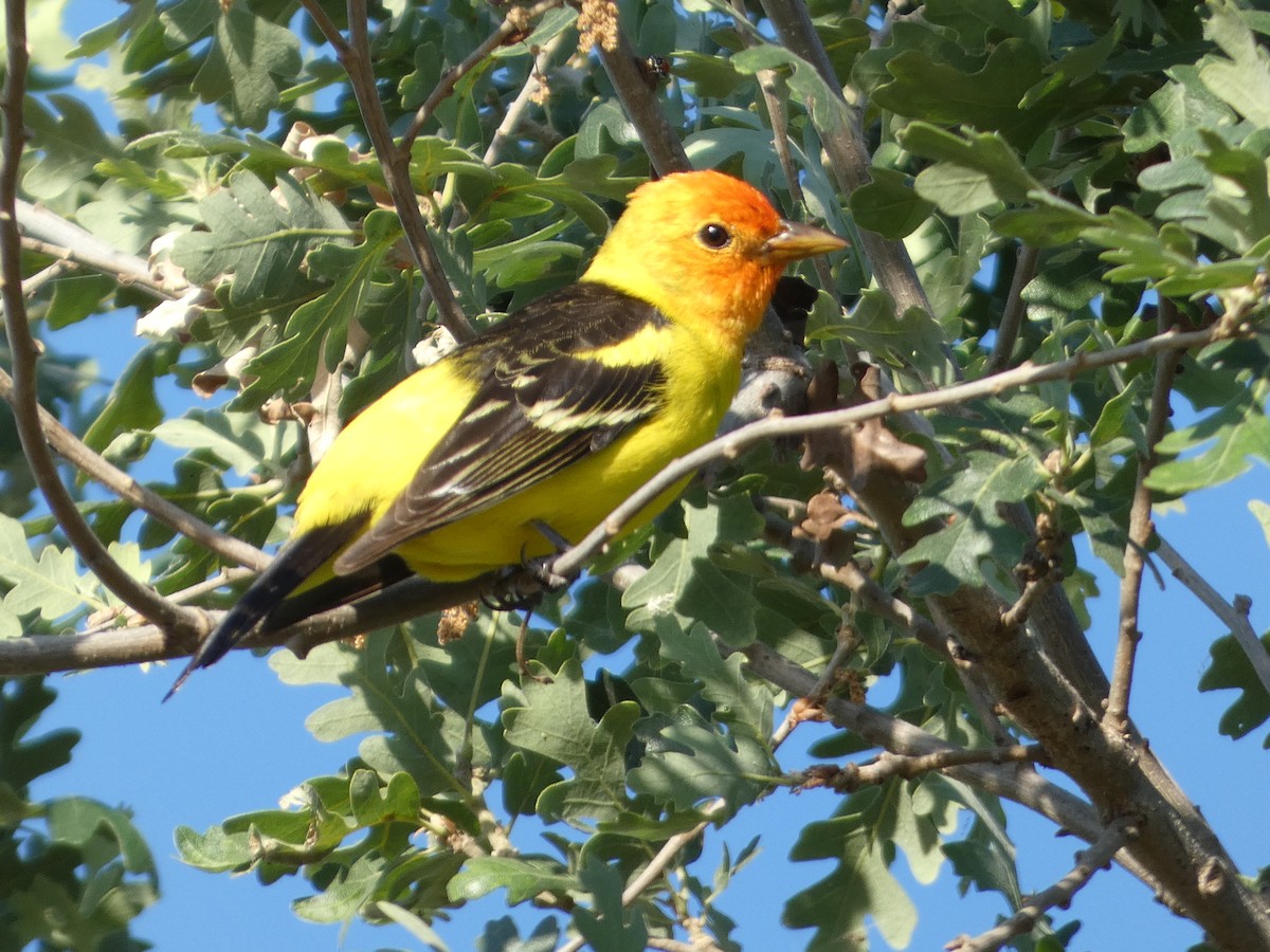 Western Tanager - ML619081704