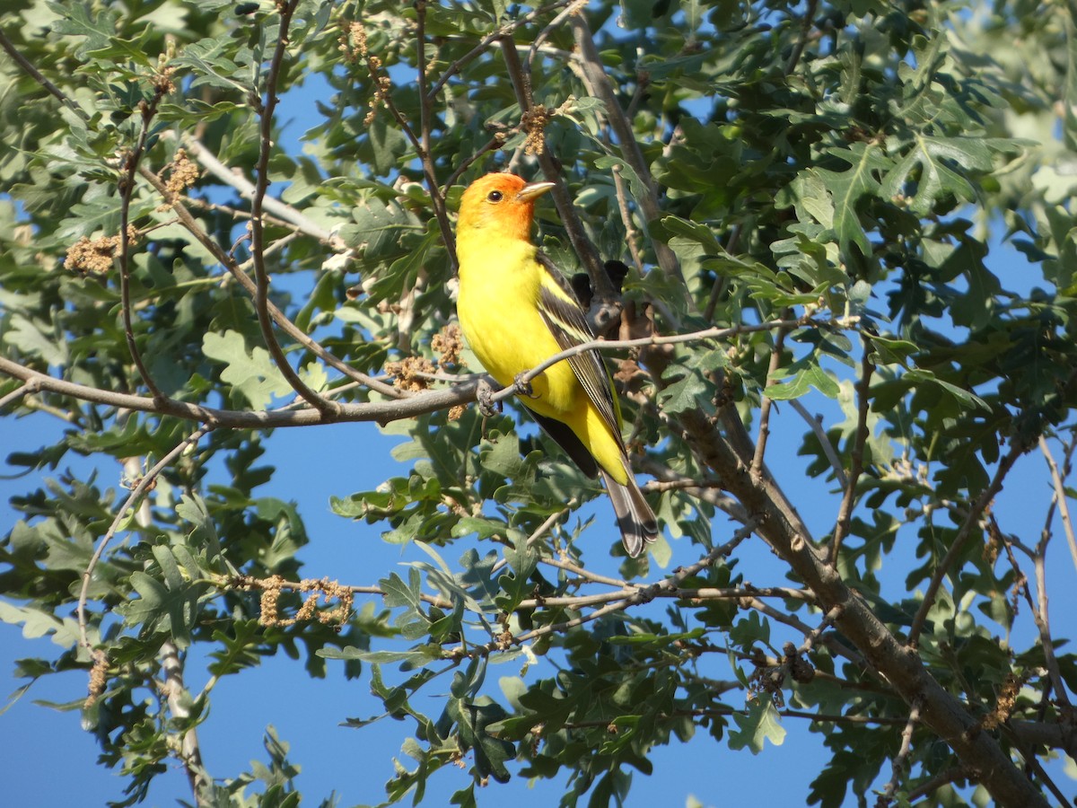 Western Tanager - ML619081705